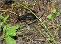/album/fauna-na-chalupe-/chrobacik-jpg1/