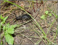 /album/fauna-na-chalupe-/chrobacik1-jpg1/