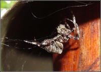 /album/fauna-na-chalupe-/pavucik-jpg1/