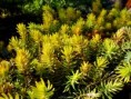 /album/a22-04-2011-jar-na-chalupke/dsc05907-jpg/